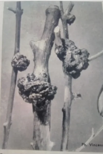 Design sans titre 2024 09 09T045329.919 e1731320575556