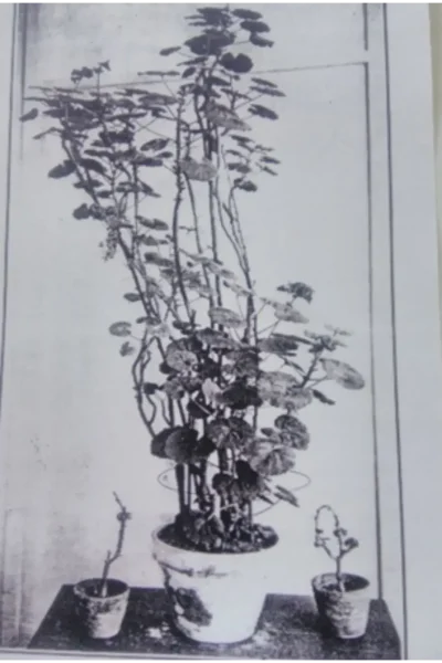 Design sans titre 2024 09 09T045339.746 ra3fyv8zltdy304et15wns57efy2ket9337vqj8vao