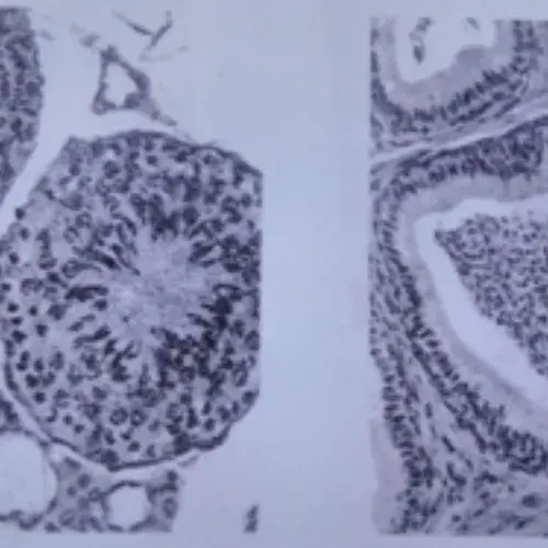 Design sans titre 2024 09 09T035536.129